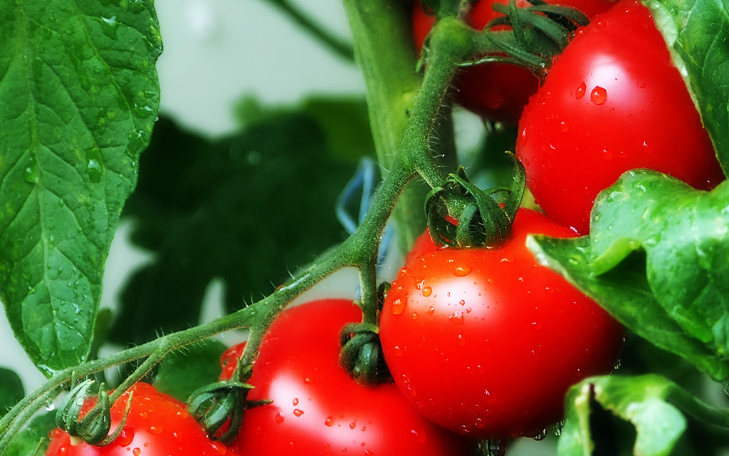 【ゲームAI】アストロノーカ20周年記念パーティーに参加したかった【再入門】 アストロノーカ 20周年記念パーティ