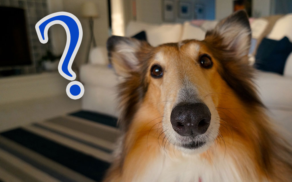 プチコン グリッド衝突判定