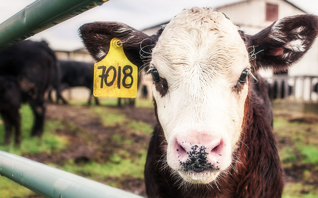 プチコン 数字 羅列